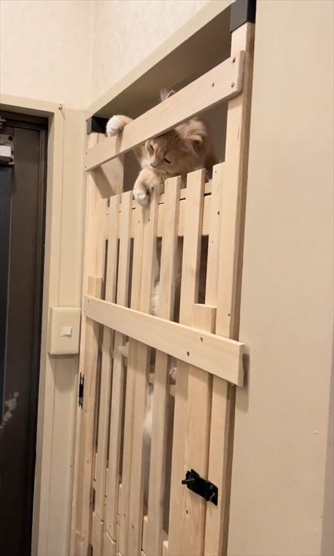 柵の中から下をのぞく猫