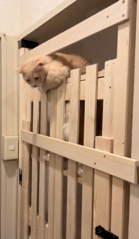 左前足と顔をだす