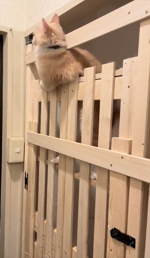 頭をだしてドアを見る