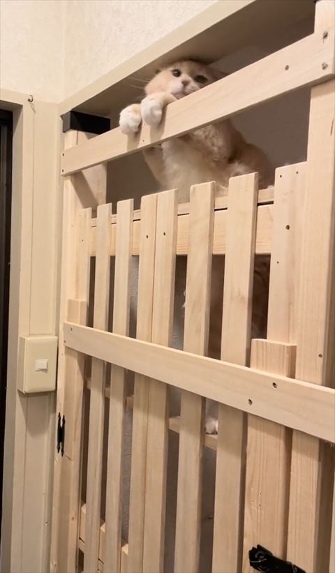 柵から顔をだそうとする猫