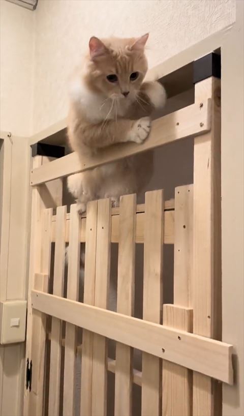 左前足を上にあげる猫