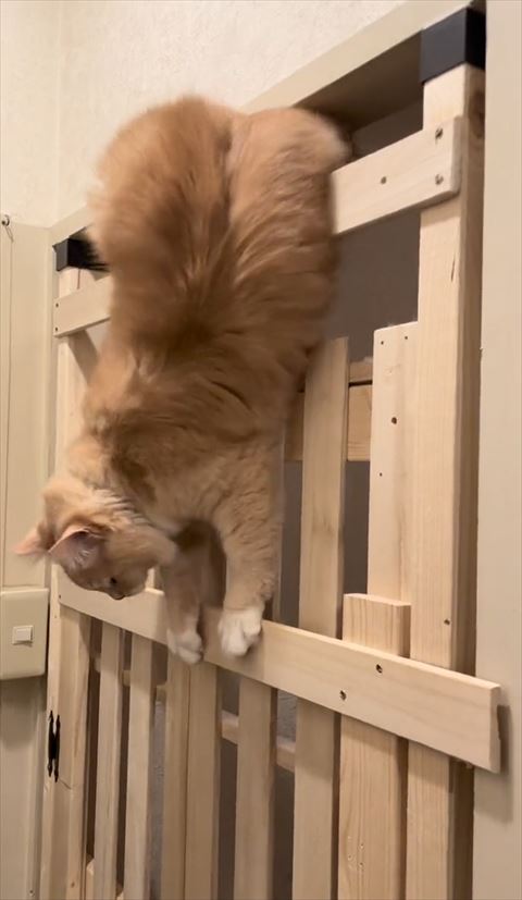 柵から体をだす猫