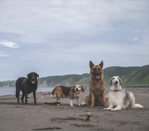 海にいる犬4匹