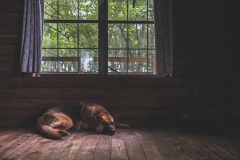 寝ているシェパード