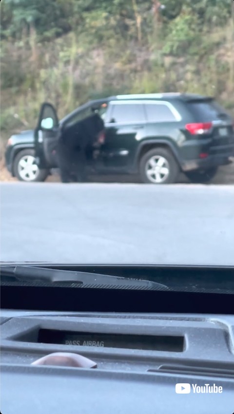 車内に侵入する熊