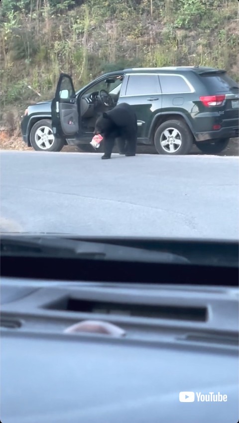 食べ物をくわえる熊