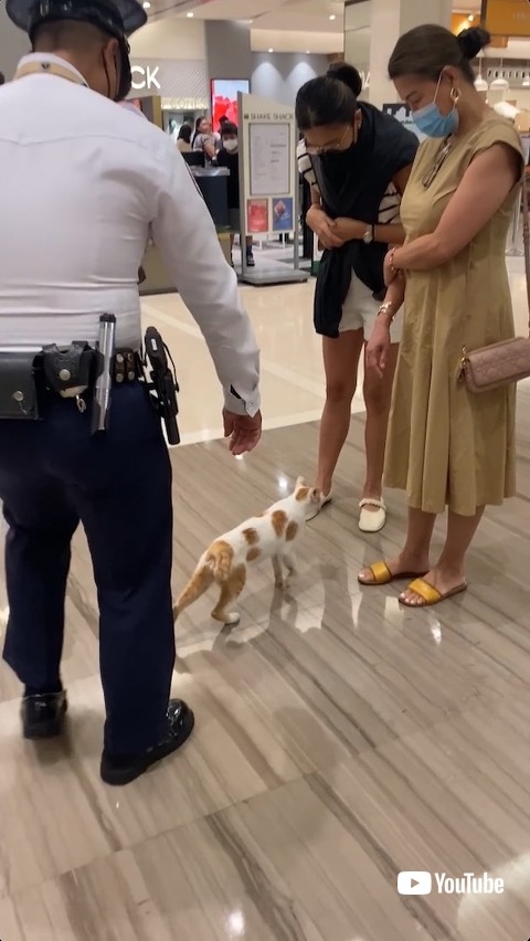 奥へ入ろうとする猫