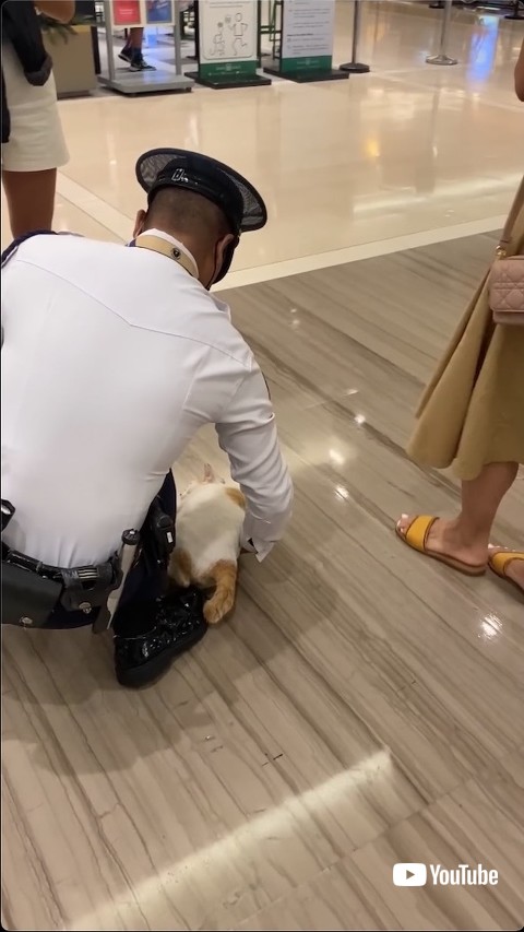 おなかを見せる猫