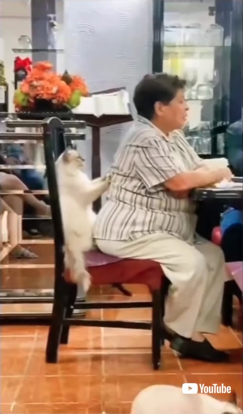 マッサージする猫