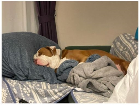 後藤祐樹の愛犬