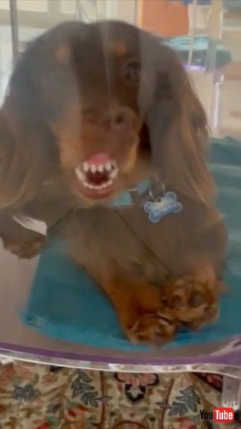 ダックスフント