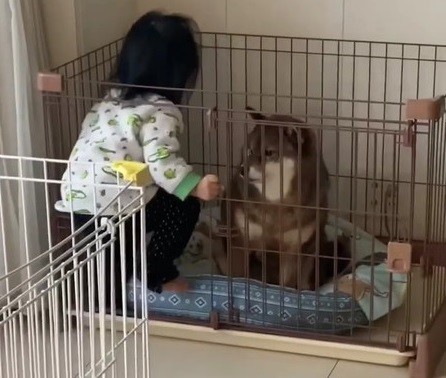 困惑する柴犬