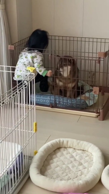 困惑する柴犬
