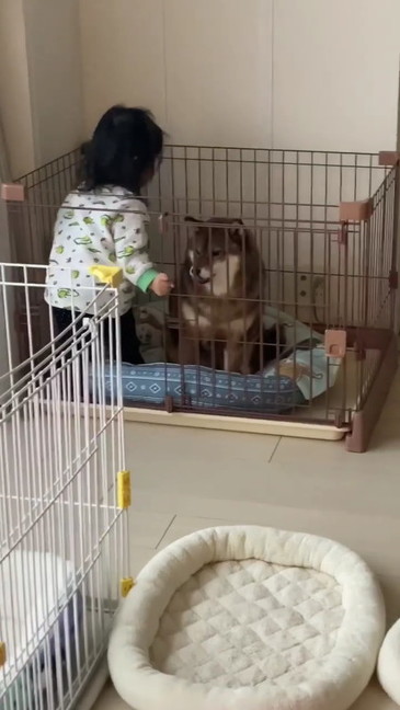 困惑する柴犬