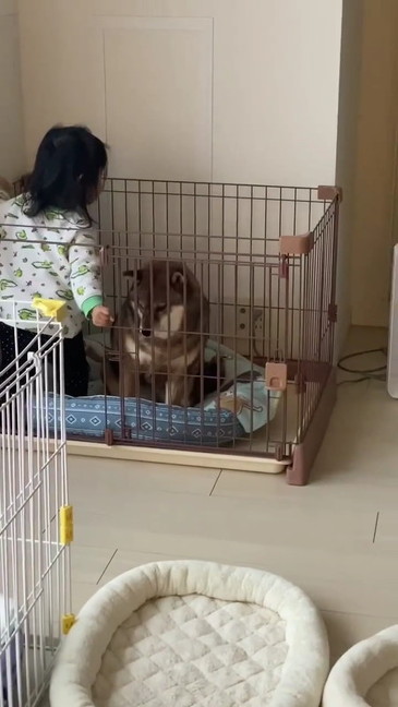 困惑する柴犬