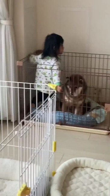 困惑する柴犬