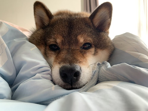 寝そべる柴犬