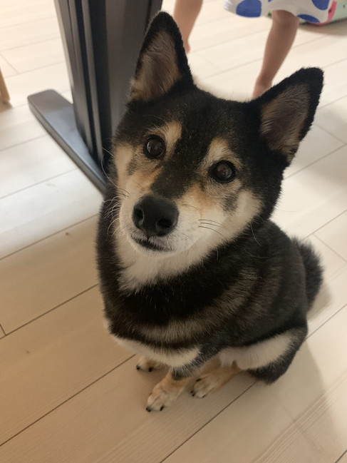 座る柴犬