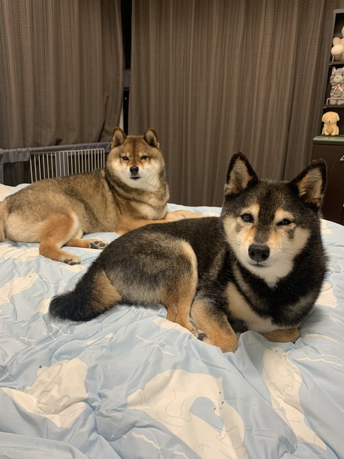 掛け布団と柴犬
