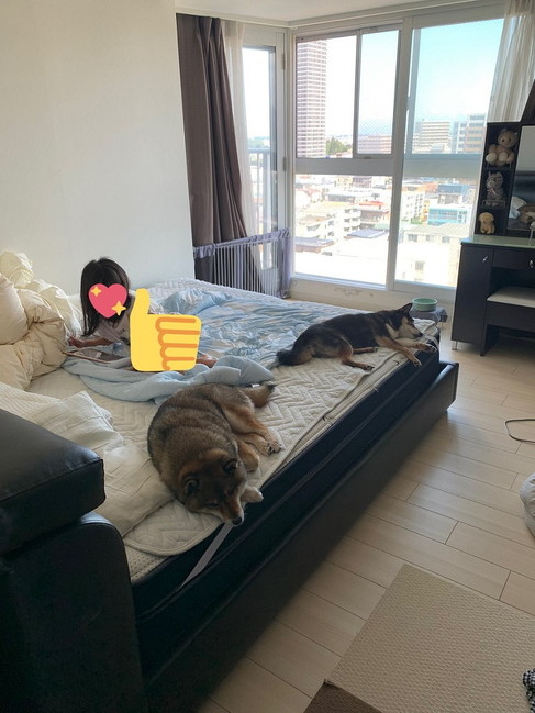 柴犬2匹と掛け布団
