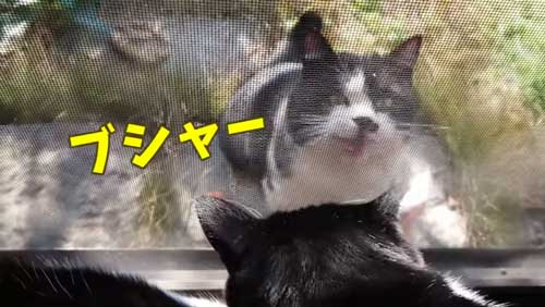 ボス 野良猫 保護 家族 愛嬌たっぷり