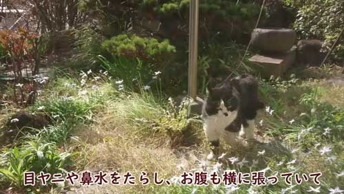 ボス 野良猫 保護 家族 愛嬌たっぷり