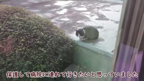 ボス 野良猫 保護 家族 愛嬌たっぷり
