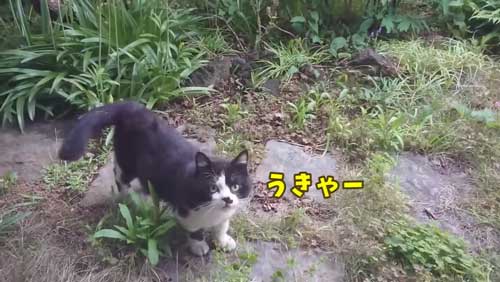ボス 野良猫 保護 家族 愛嬌たっぷり
