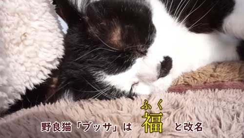 ボス 野良猫 保護 家族 愛嬌たっぷり