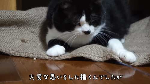 ボス 野良猫 保護 家族 愛嬌たっぷり