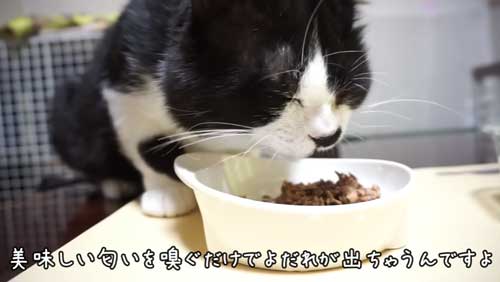 ボス 野良猫 保護 家族 愛嬌たっぷり