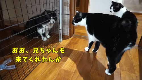 ボス 野良猫 保護 家族 愛嬌たっぷり