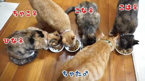 ボス 野良猫 保護 家族 愛嬌たっぷり
