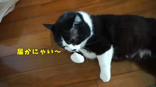 ボス 野良猫 保護 家族 愛嬌たっぷり