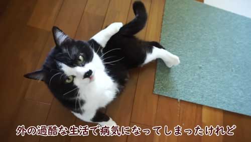 ボス 野良猫 保護 家族 愛嬌たっぷり
