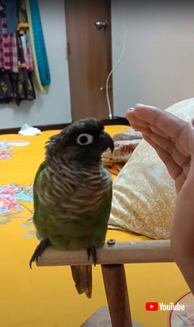 インコと飼い主