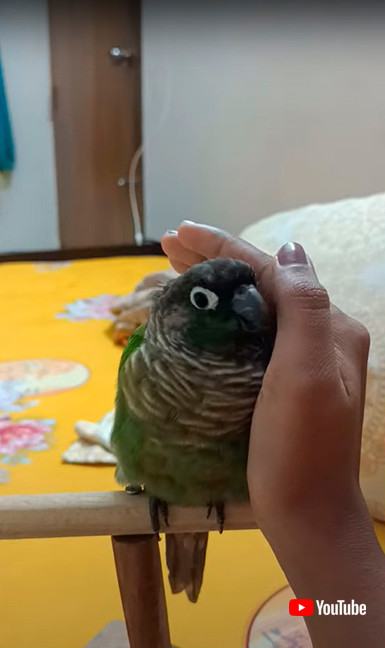 手のひらに収まるインコ