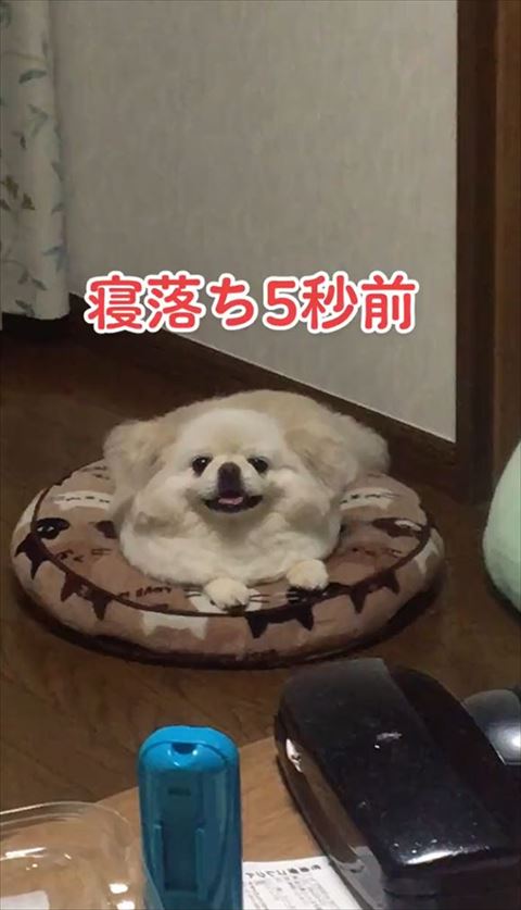 寝落ちワンコ