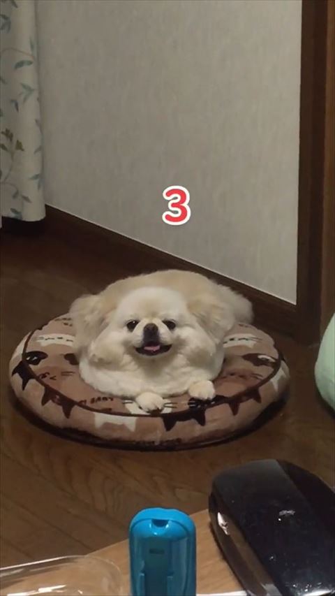 3テロップ