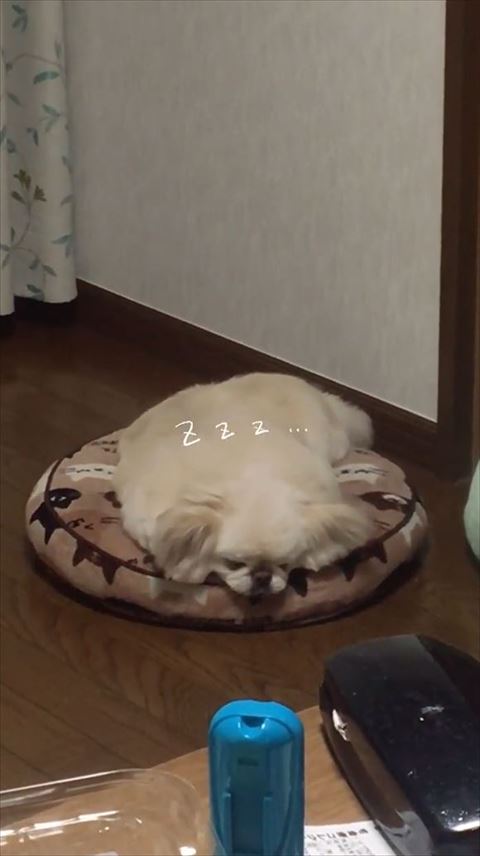 寝てるワンコ