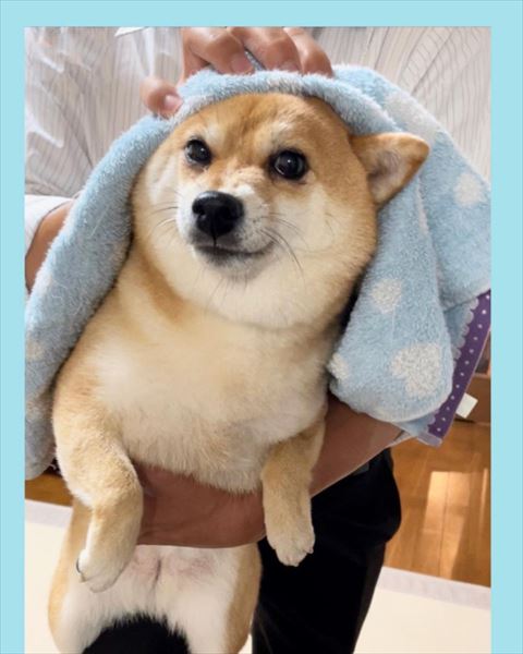 タオルで拭かれてる柴犬