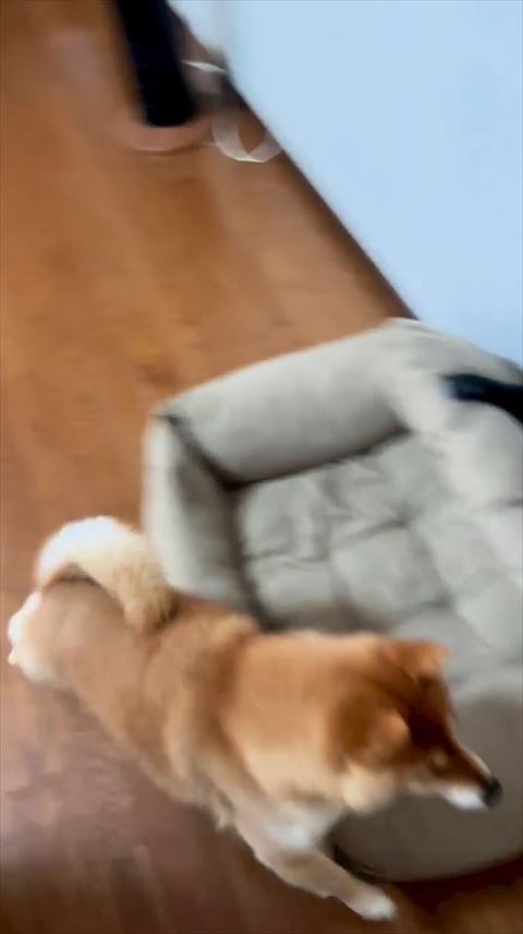 走っていく柴犬