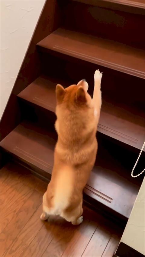 階段で前足を伸ばす柴犬