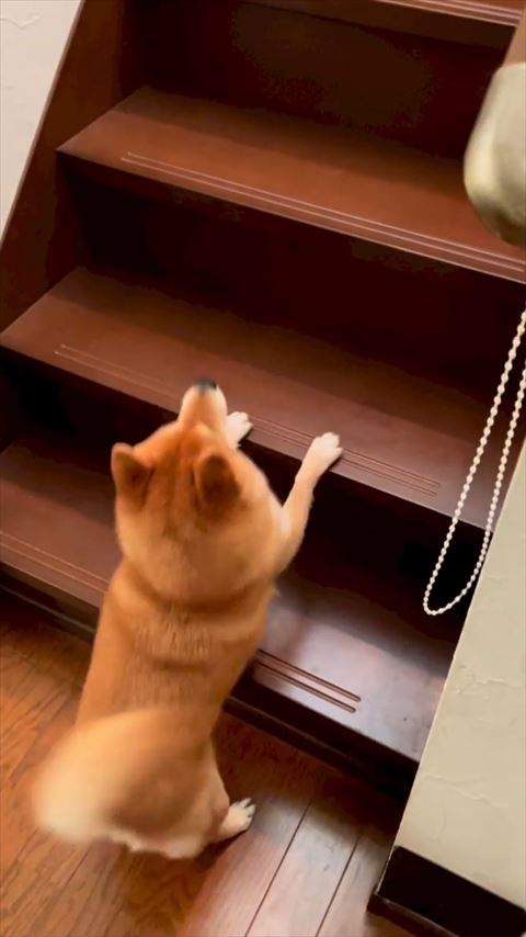 階段に前足でつかまる柴犬