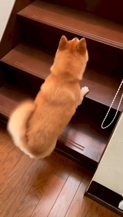 飛び跳ねてる柴犬