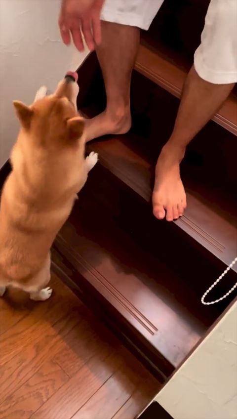 舌だしてパパに甘える柴犬