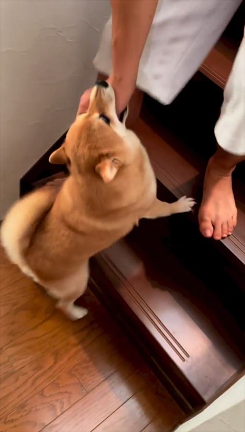 手をかんでる柴犬