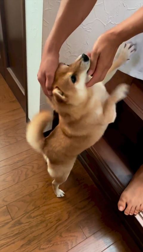 パパになでられてる柴犬