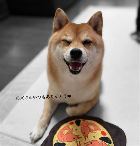 ウインクしてる柴犬