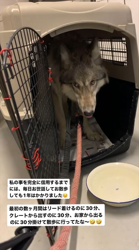クレートの中にいる狼犬